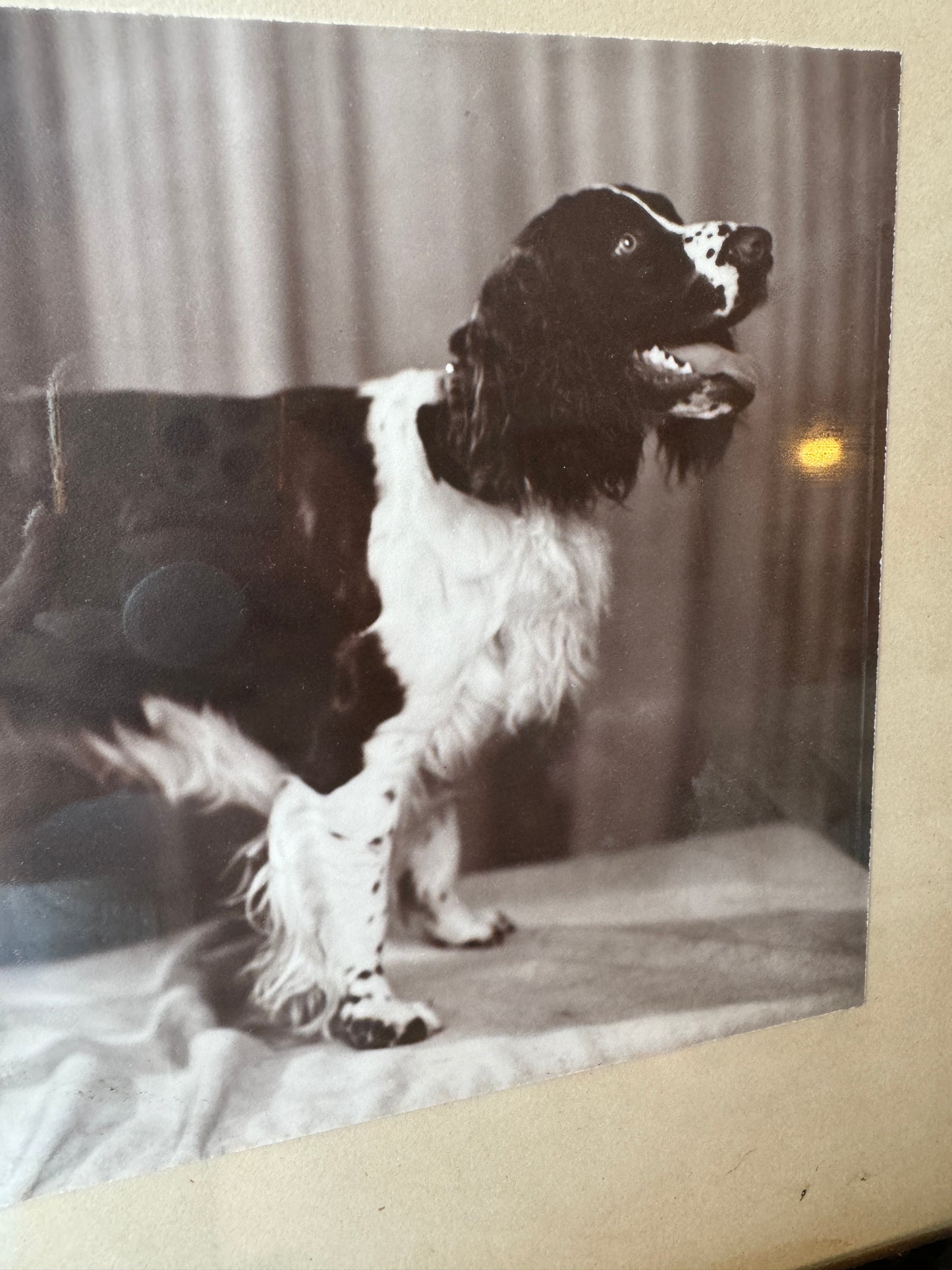 Vintage Black & White Dog Photo
