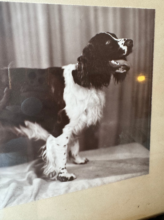 Vintage Black & White Dog Photo
